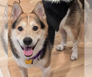 Imo-Inu Dogs for adoption in Fargo, ND, USA