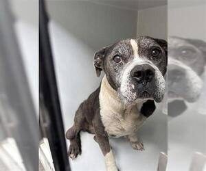 Mutt Dogs for adoption in Houston, TX, USA