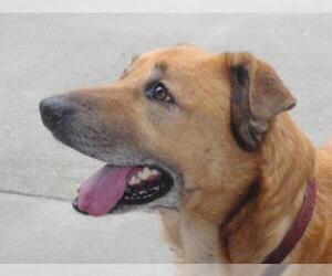 Labrador Retriever-Unknown Mix Dogs for adoption in Longview, WA, USA