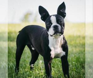 Boston Terrier Dogs for adoption in Potomac, MD, USA