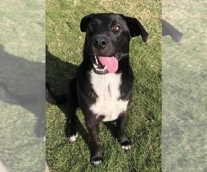 Collie-Labrador Retriever Mix Dogs for adoption in McKinney, TX, USA