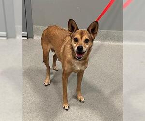 Mutt Dogs for adoption in San Martin, CA, USA