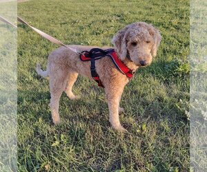 Medium Photo #1 Poodle (Standard) Puppy For Sale in St. Louis Park, MN, USA