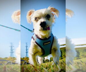 Maltese Dogs for adoption in Lawrenceville, NJ, USA