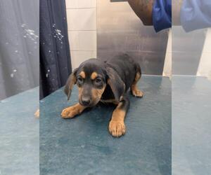 Black and Tan Coonhound-Unknown Mix Dogs for adoption in Mobile, AL, USA