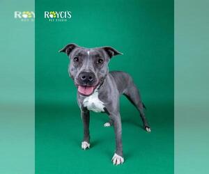 Mutt Dogs for adoption in West Valley, UT, USA