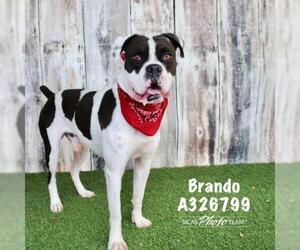 Bulloxer Dogs for adoption in Conroe, TX, USA