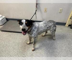 Australian Cattle Dog-Unknown Mix Dogs for adoption in Visalia, CA, USA