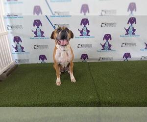 Boxer Dogs for adoption in Orlando, FL, USA