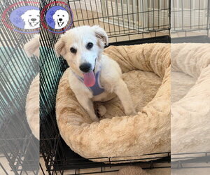 Great Pyrenees Dogs for adoption in Spring, TX, USA