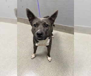 Mutt Dogs for adoption in Las Vegas, NV, USA