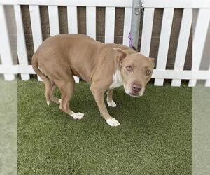 American Pit Bull Terrier Dogs for adoption in Modesto, CA, USA