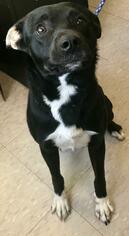 Medium Photo #1 Mutt Puppy For Sale in Fargo, ND, USA