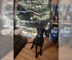 Medium Photo #2 Chocolate Labrador retriever-Unknown Mix Puppy For Sale in Mechanicsburg, PA, USA