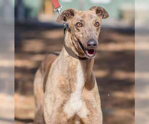 Greyhound Dogs for adoption in Cherry Hill, NJ, USA