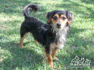 Dachshund Dogs for adoption in Irvine, CA, USA