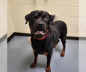 Rottweiler Dogs for adoption in Denver, CO, USA