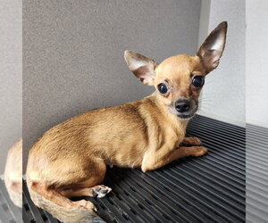 Chihuahua Dogs for adoption in Walnutport, PA, USA