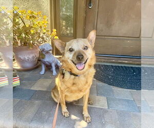 Mutt Dogs for adoption in Santa Clara, CA, USA