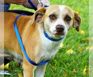 Boglen Terrier Dogs for adoption in Holly Springs, NC, USA