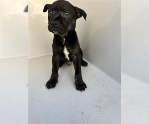 Mutt Dogs for adoption in Houston, TX, USA