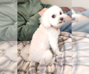 Maltese Dogs for adoption in Sioux Falls, SD, USA