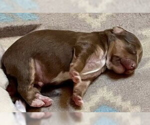 Chihuahua-Unknown Mix Dogs for adoption in New York, NY, USA