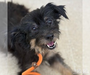 Mutt Dogs for adoption in Washington, DC, USA