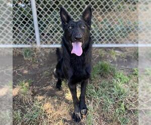 German Shepherd Dog Dogs for adoption in Modesto, CA, USA