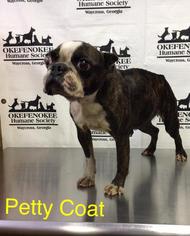 Boston Terrier Dogs for adoption in Waycross, GA, USA