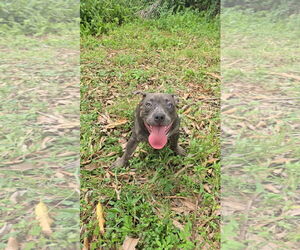 American Pit Bull Terrier Dogs for adoption in miami, FL, USA