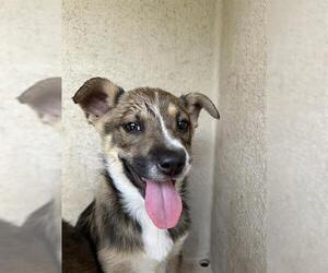 Chow Chow-Unknown Mix Dogs for adoption in Oklahoma City, OK, USA