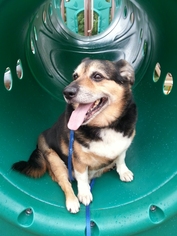 Beagi Dogs for adoption in Mankato, MN, USA