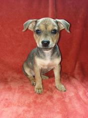 Chiweenie Dogs for adoption in Nashville, TN, USA