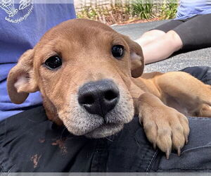 Labrador Retriever-Unknown Mix Dogs for adoption in Sterling, MA, USA