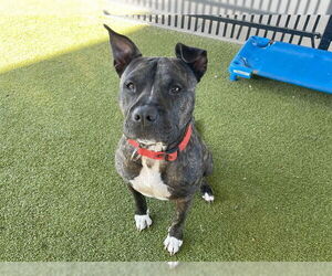 American Pit Bull Terrier Dogs for adoption in Waco, TX, USA