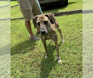 Mutt Dogs for adoption in Shelburne, VT, USA