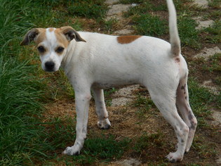 Medium Photo #1 Beagle-Chihuahua Mix Puppy For Sale in Zaleski, OH, USA