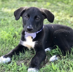Labrador Retriever Dogs for adoption in Brownsboro, AL, USA