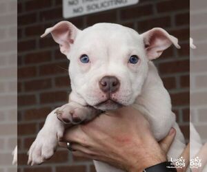 Bulldog-Unknown Mix Dogs for adoption in Washington, DC, USA