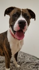 Boxer Dogs for adoption in Hornell, NY, USA