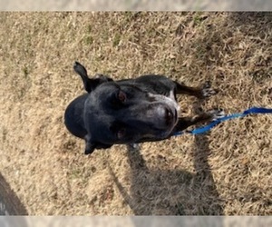 Shepradors Dogs for adoption in Greenbelt, MD, USA