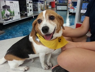 Beagle Dogs for adoption in Richmond, VA, USA