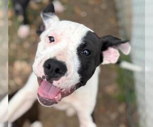 American Pit Bull Terrier-Unknown Mix Dogs for adoption in Texas City, TX, USA