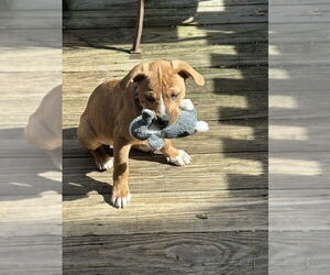 Mutt Dogs for adoption in Candler, NC, USA