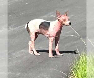 Mutt Dogs for adoption in Ocala, FL, USA