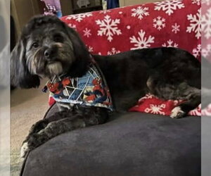 Poodle (Miniature)-Unknown Mix Dogs for adoption in Aurora, IN, USA