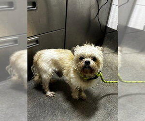 Border Terrier-Unknown Mix Dogs for adoption in Forestville, MD, USA