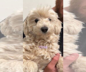 Maltipoo Dogs for adoption in Chico, CA, USA