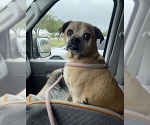 Pug Dogs for adoption in Amarillo, TX, USA